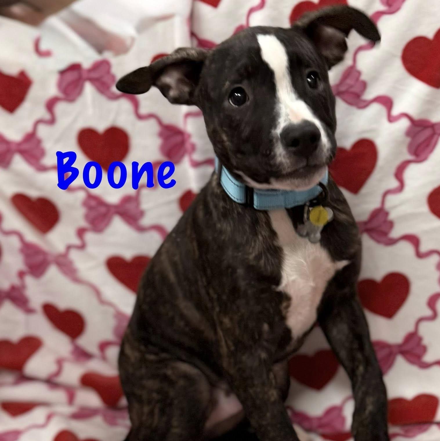 Boone thumbnail 3