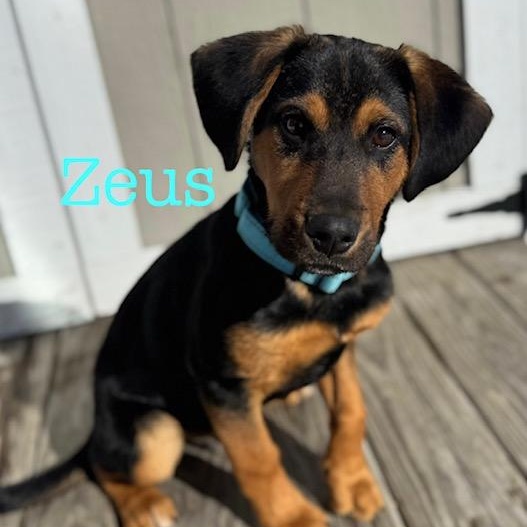 Zeus