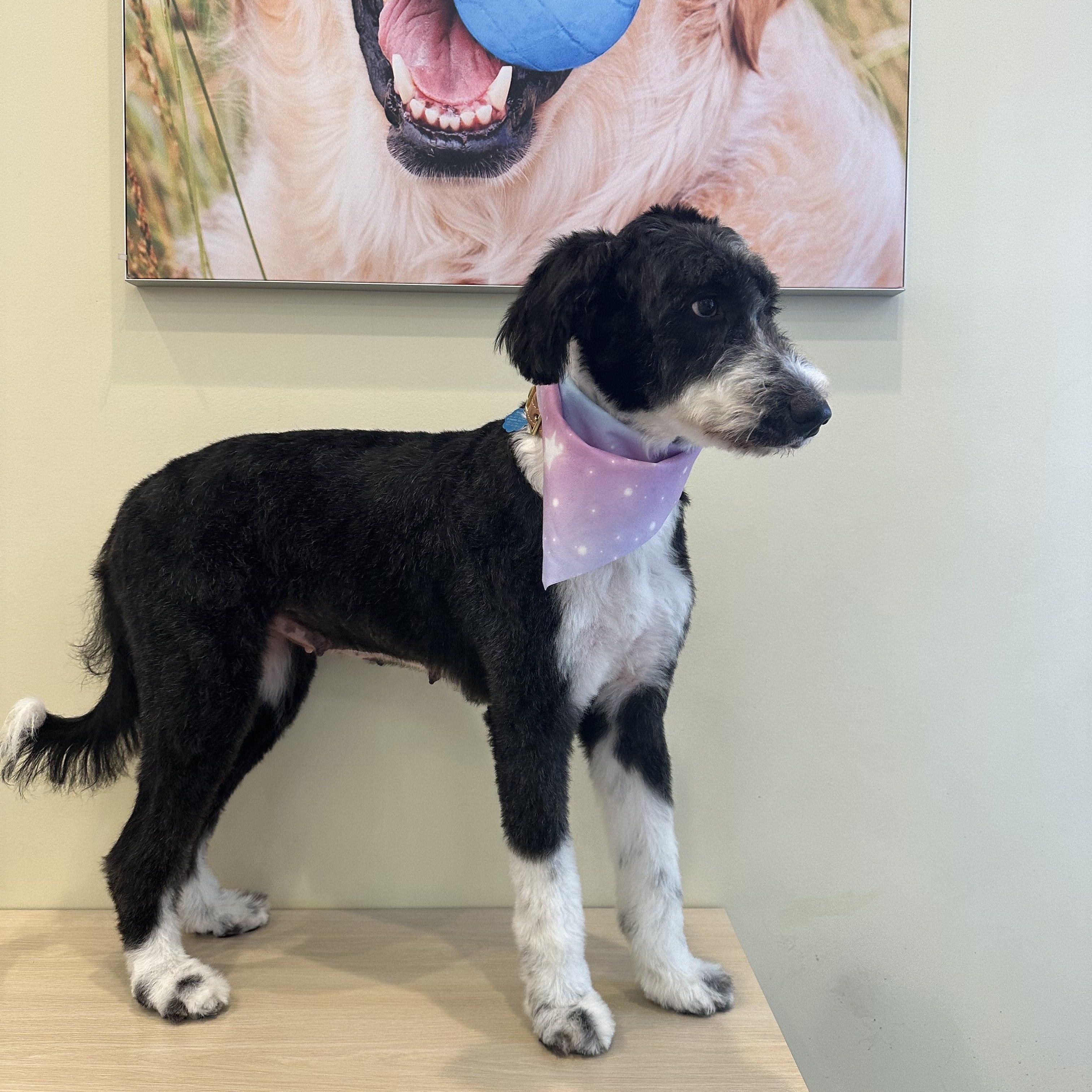 Gracie Mae thumbnail 2