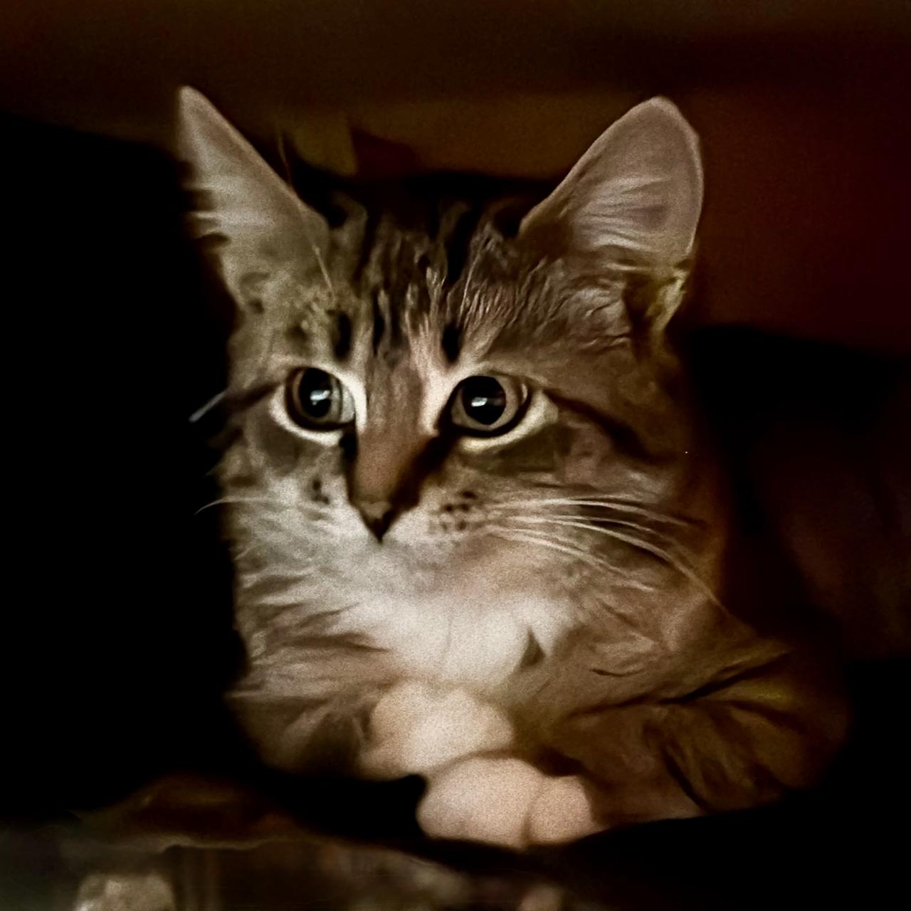 Cranberry thumbnail 2