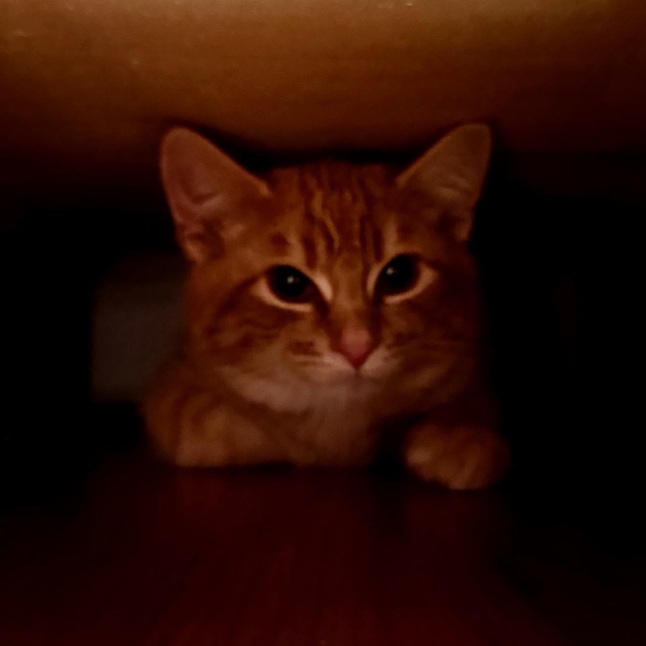 Sweet Potato thumbnail 2