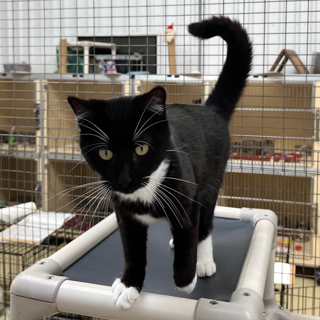 Spencer Tracy thumbnail 4