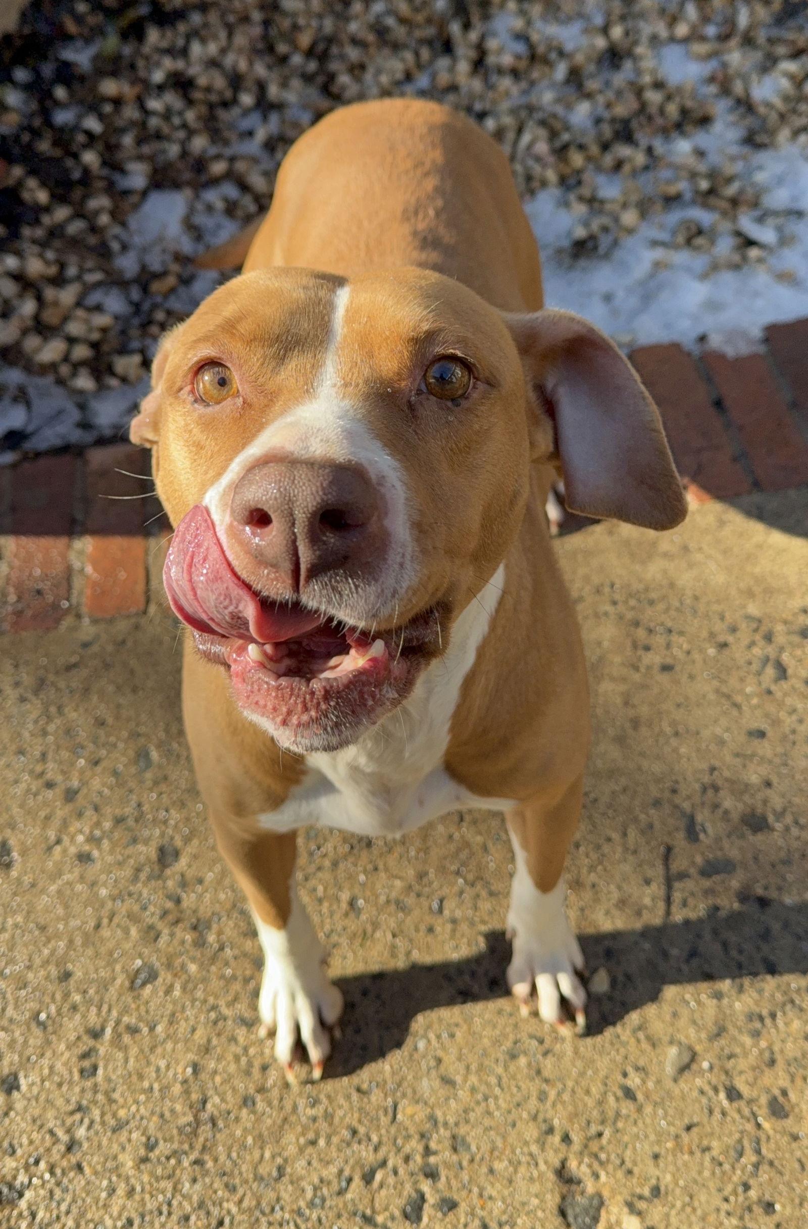 Buttercup thumbnail 2