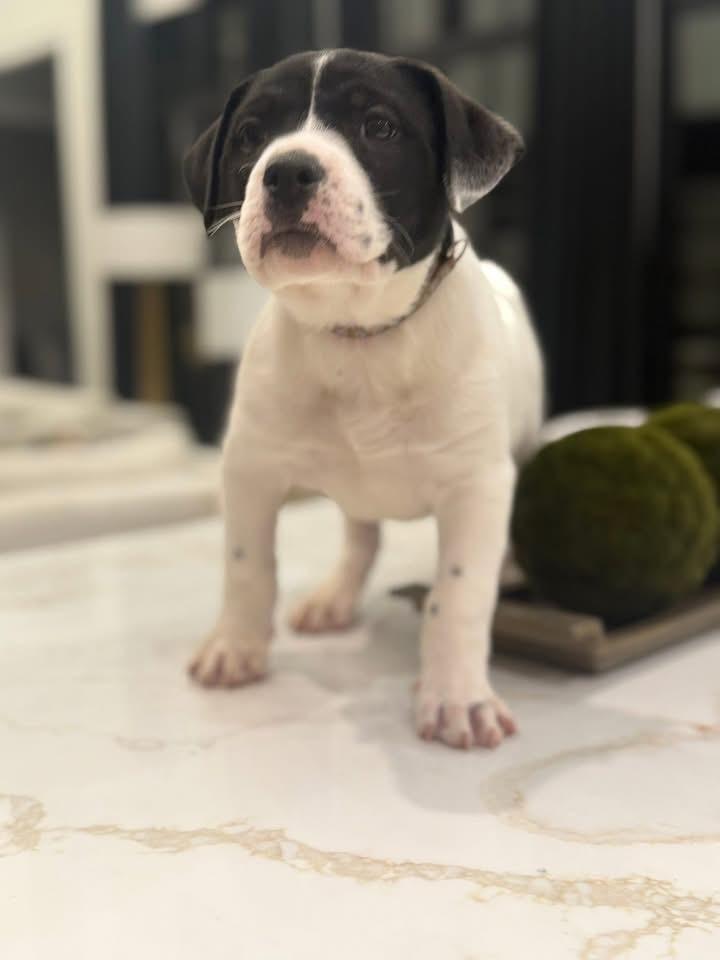 Cousin Eddie thumbnail 3