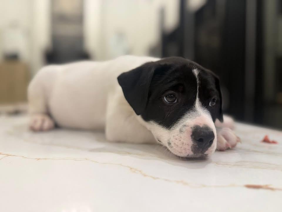 Cousin Eddie thumbnail 4