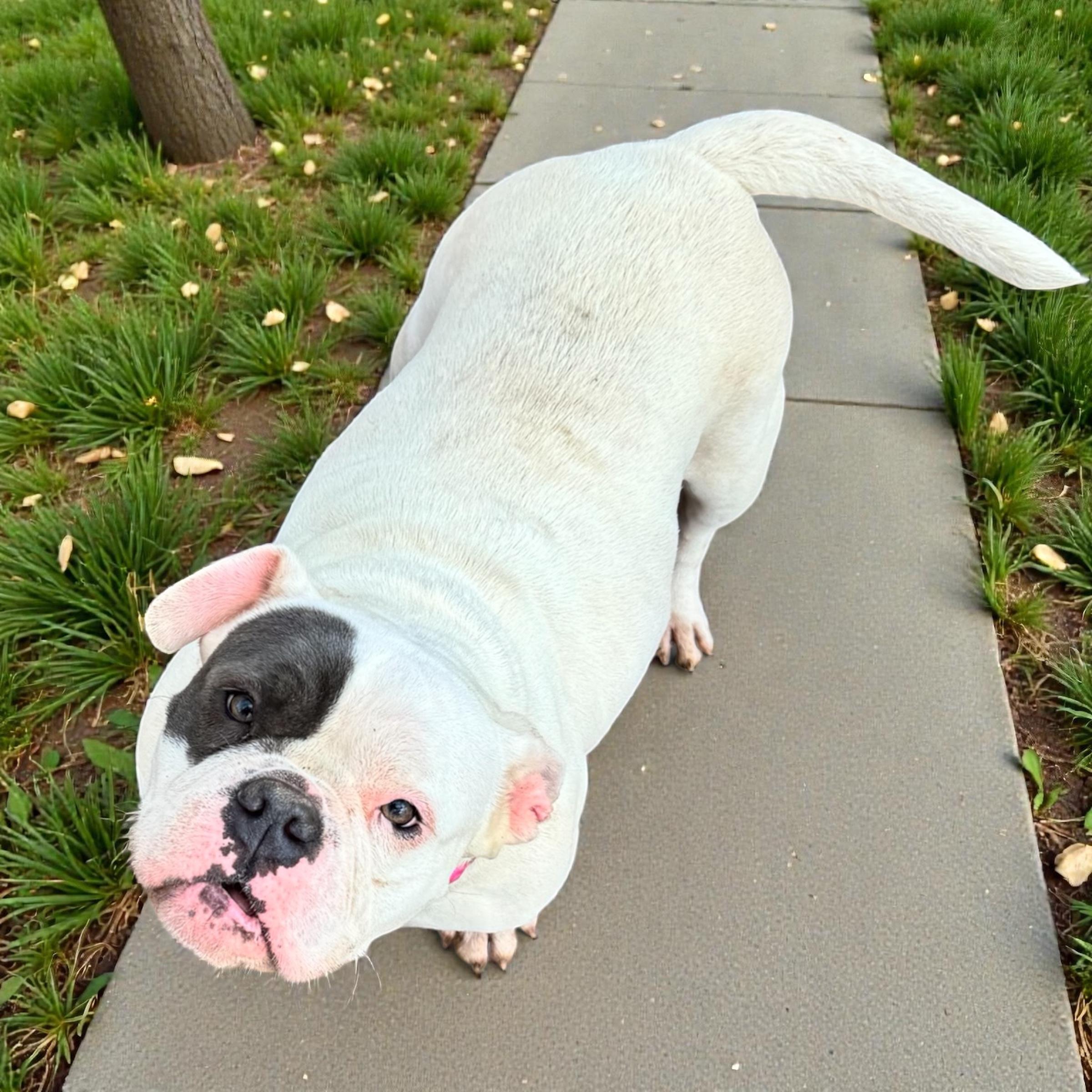 Shortcake thumbnail 2