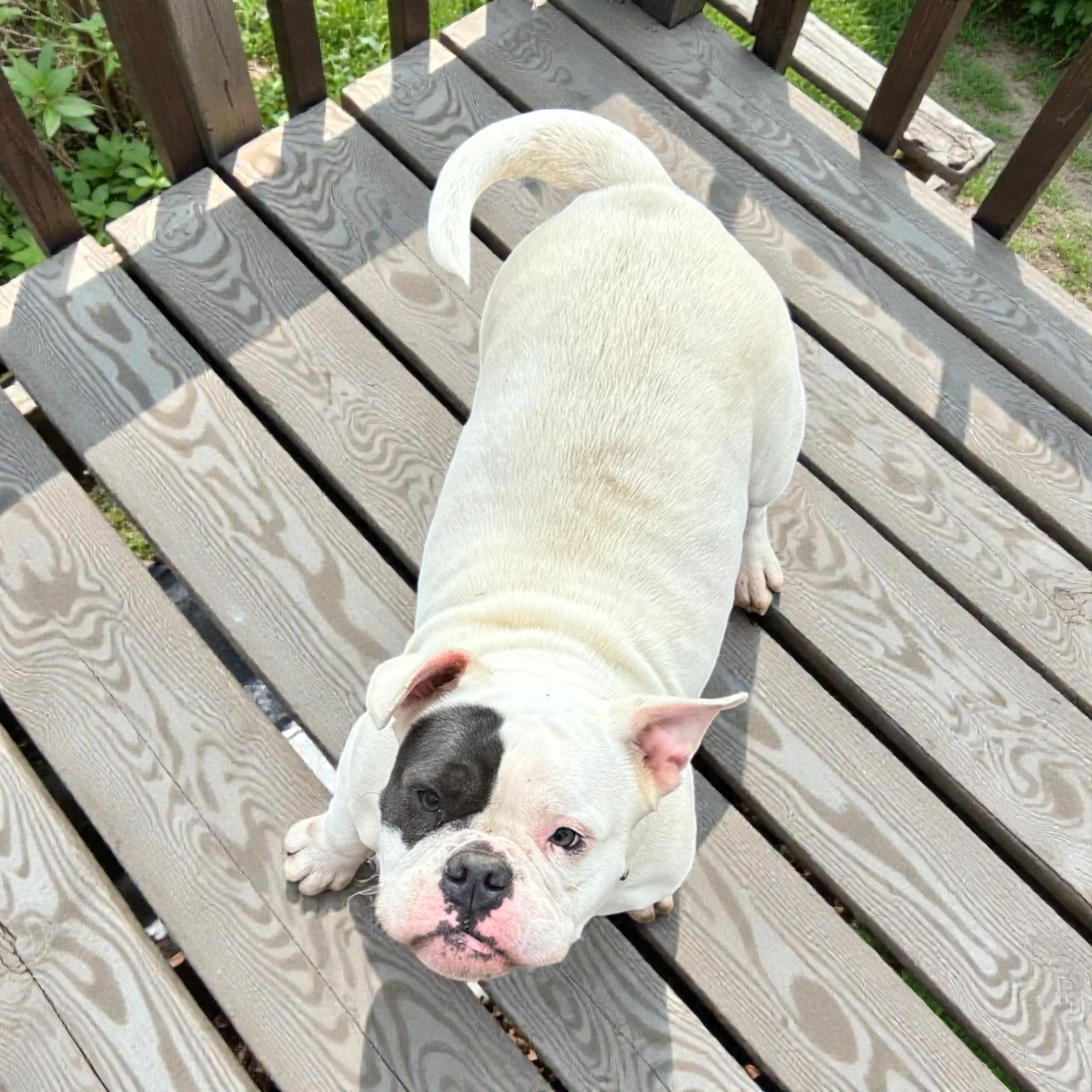 Shortcake thumbnail 3