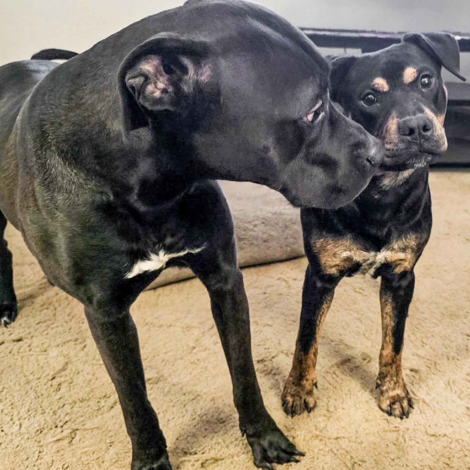 Stanley Needs A Forever thumbnail 6