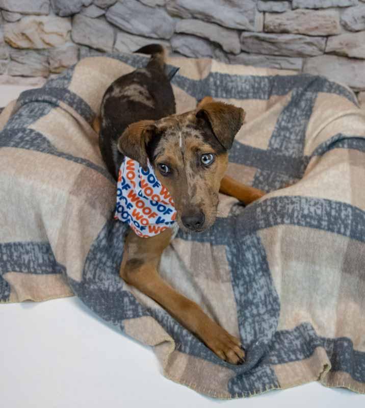 Casanova thumbnail 5