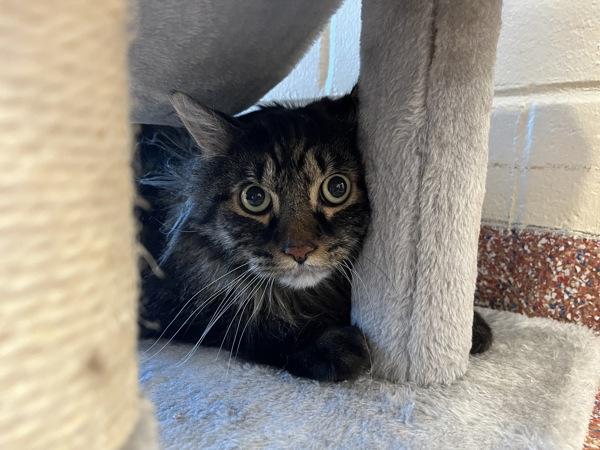 Spencer  Companion To