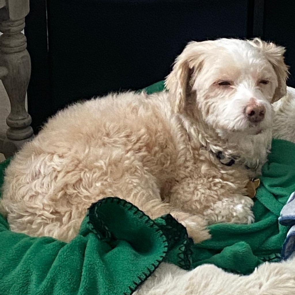 Mr. Happy Oliver thumbnail 3