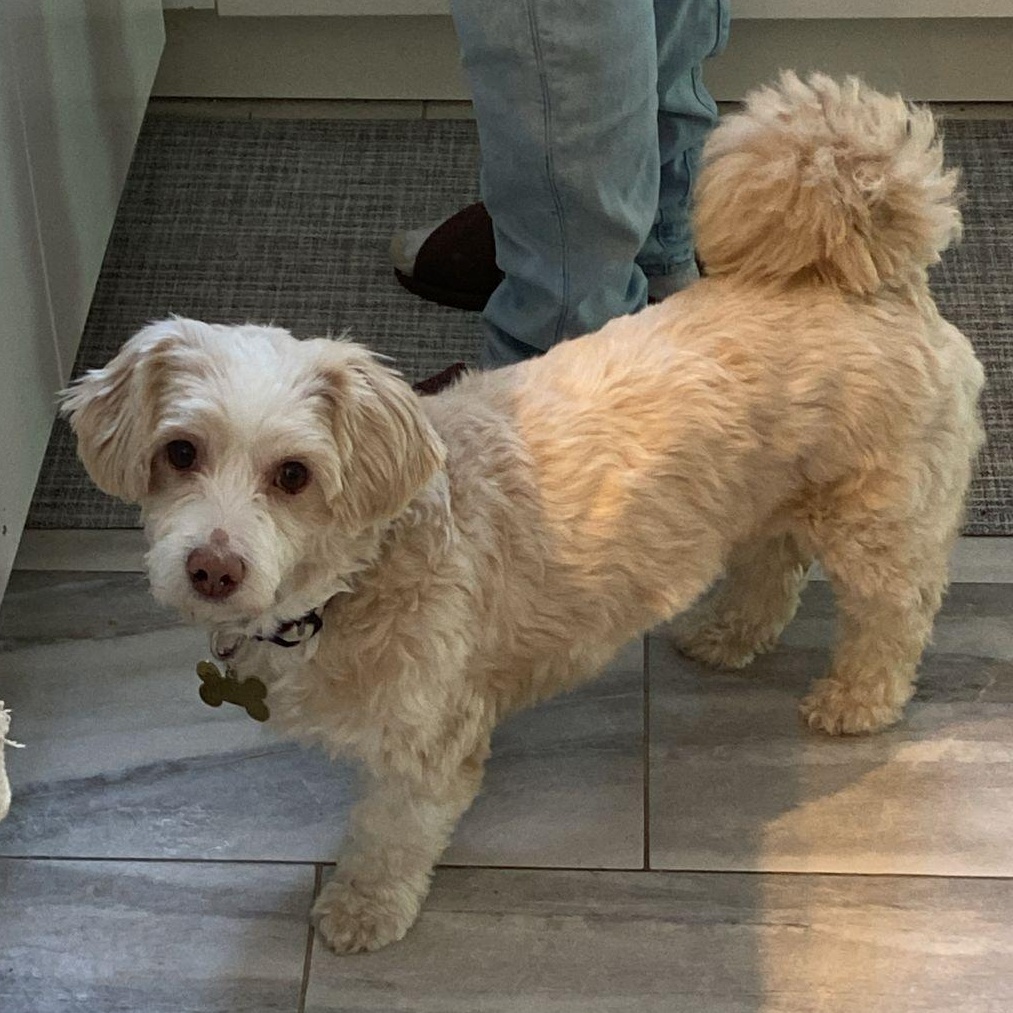 Mr. Happy Oliver thumbnail 4