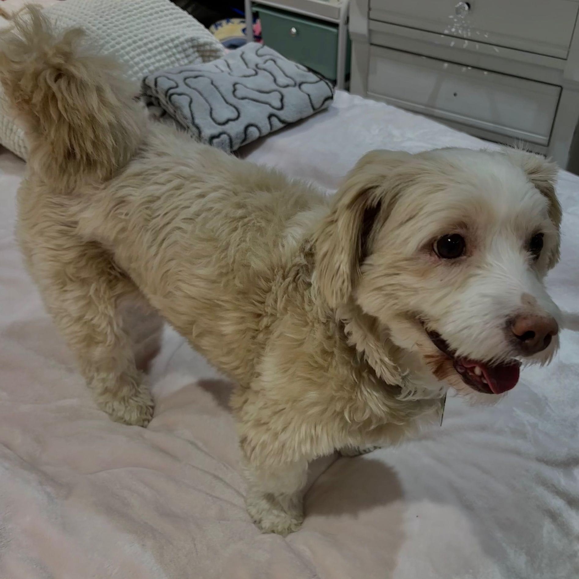 Mr. Happy Oliver thumbnail 5