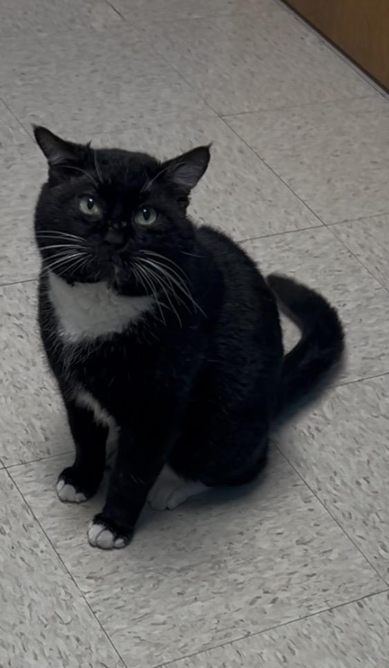 Porkchop thumbnail 2