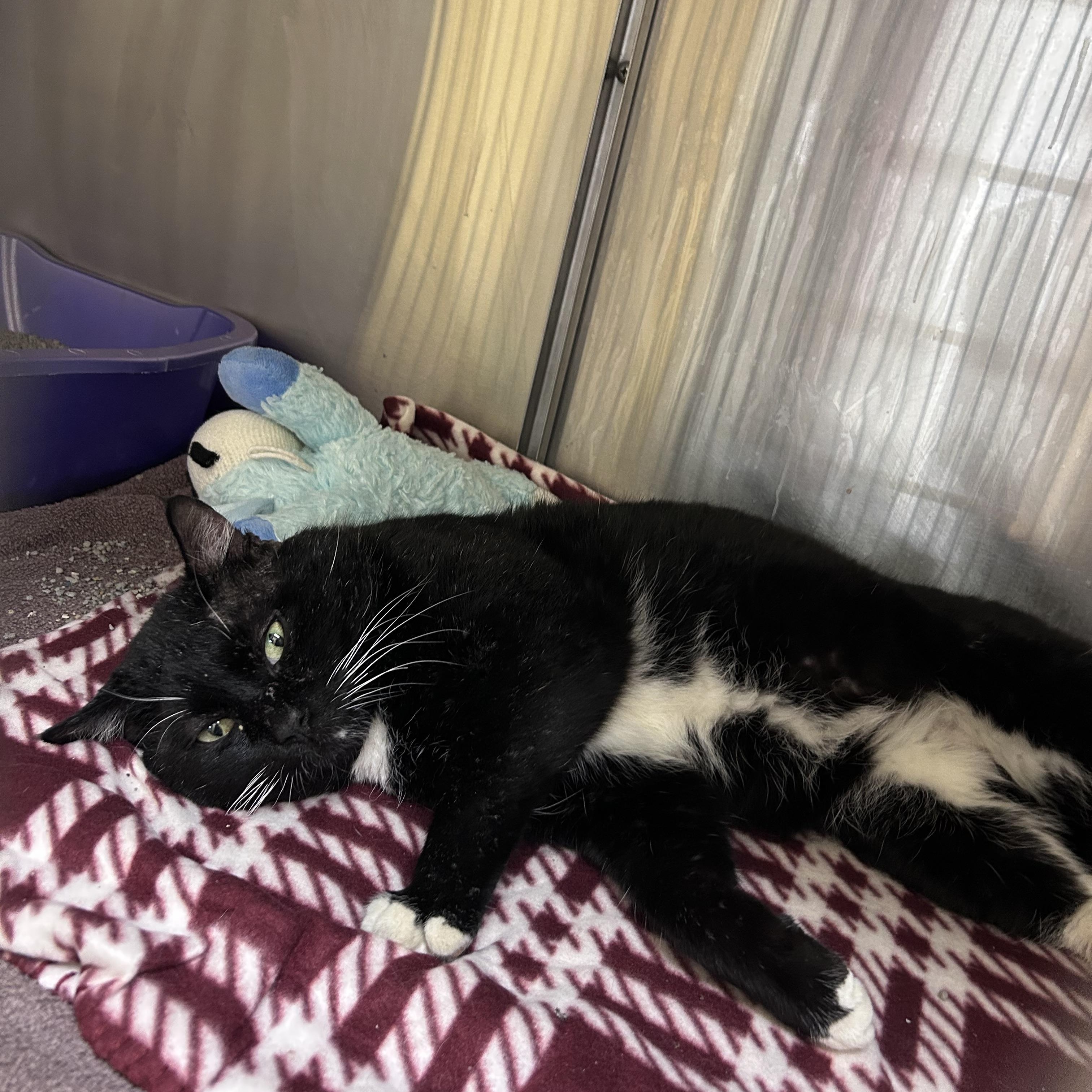 Porkchop thumbnail 3