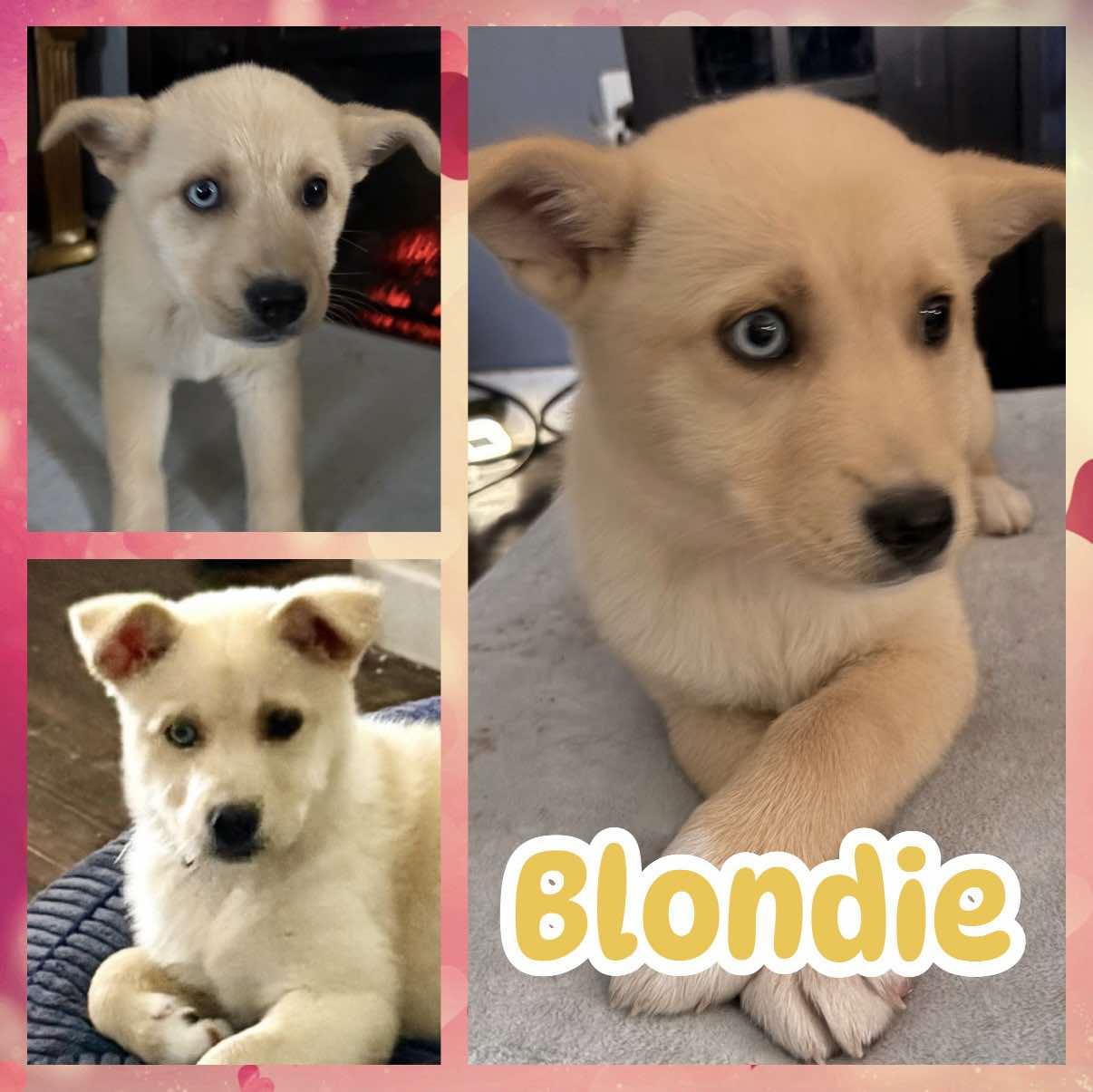 Blondie