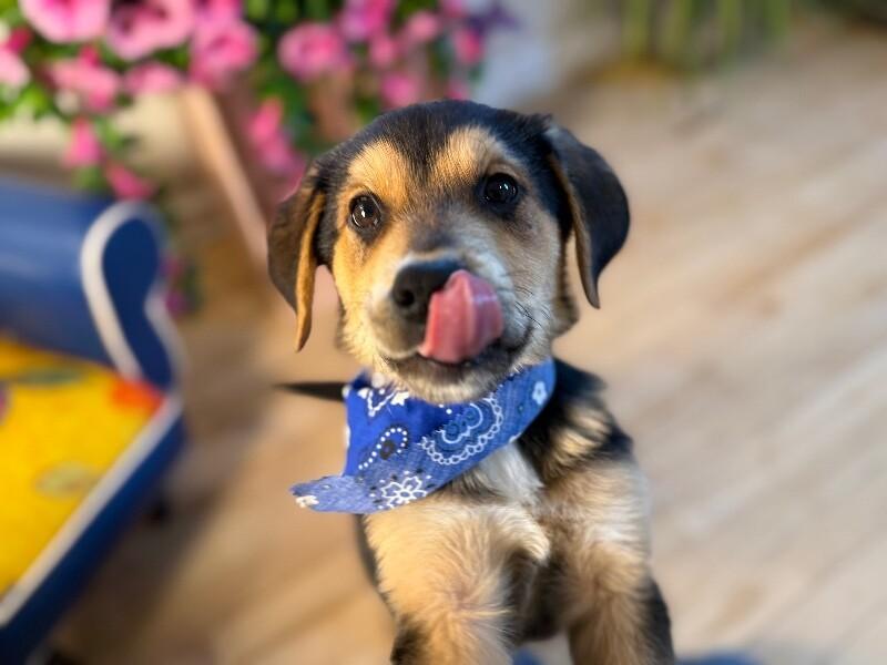 Smore Honeybun thumbnail 3