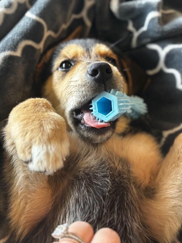 Smore Honeybun thumbnail 4