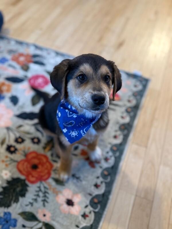 Smore Honeybun thumbnail 5