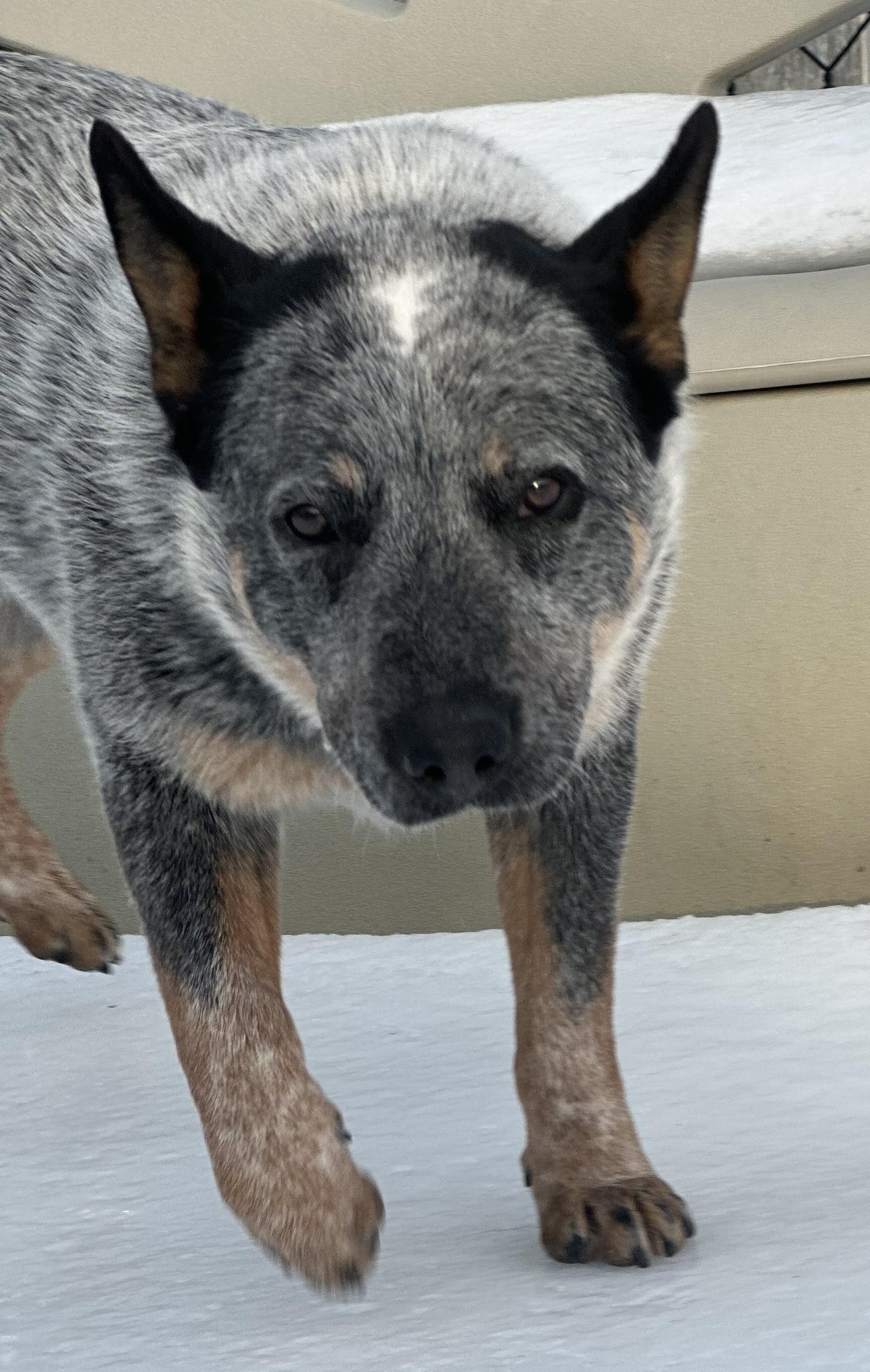 Pikachu Breed Experience Required thumbnail 2