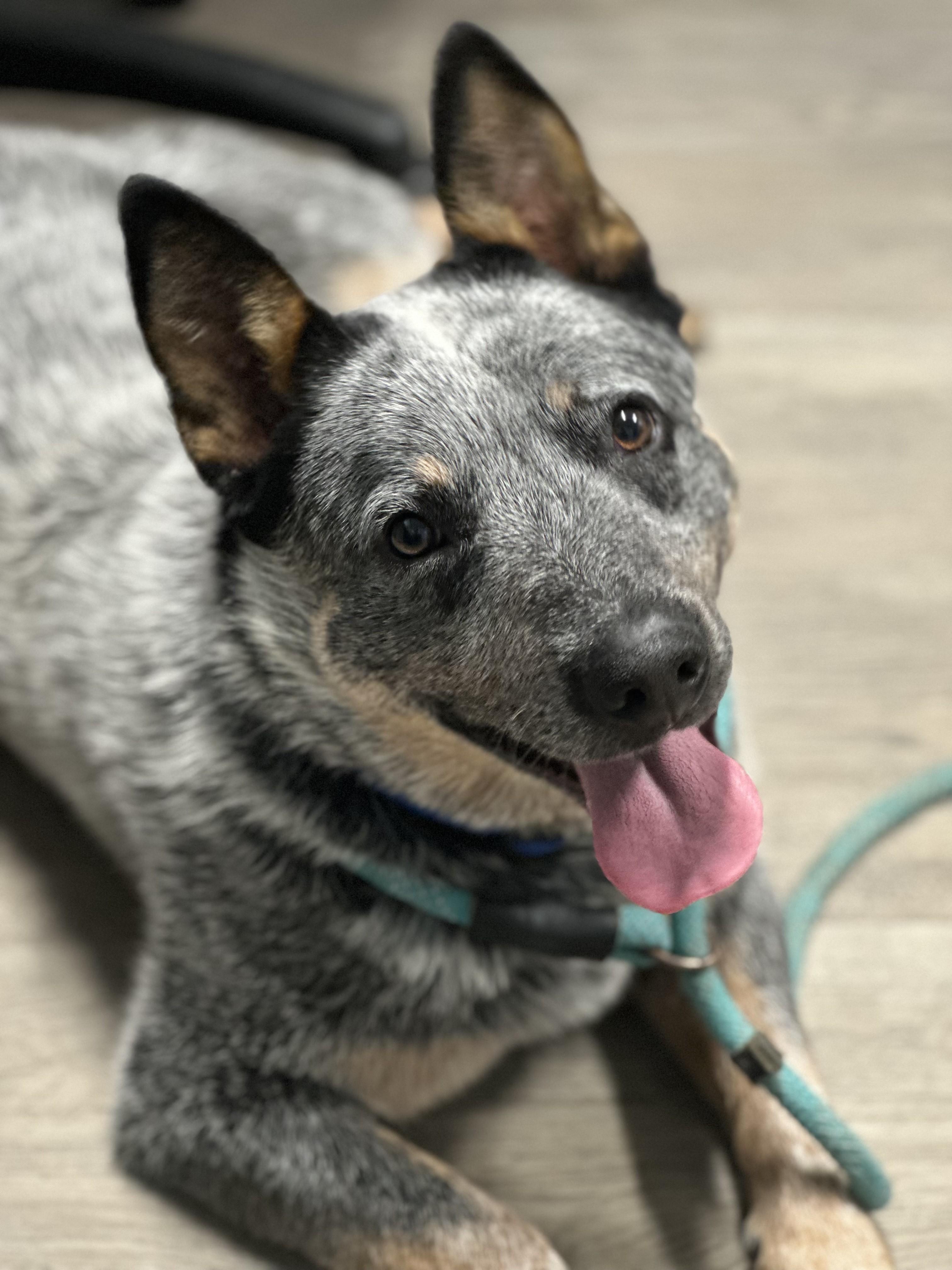 Pikachu Breed Experience Required