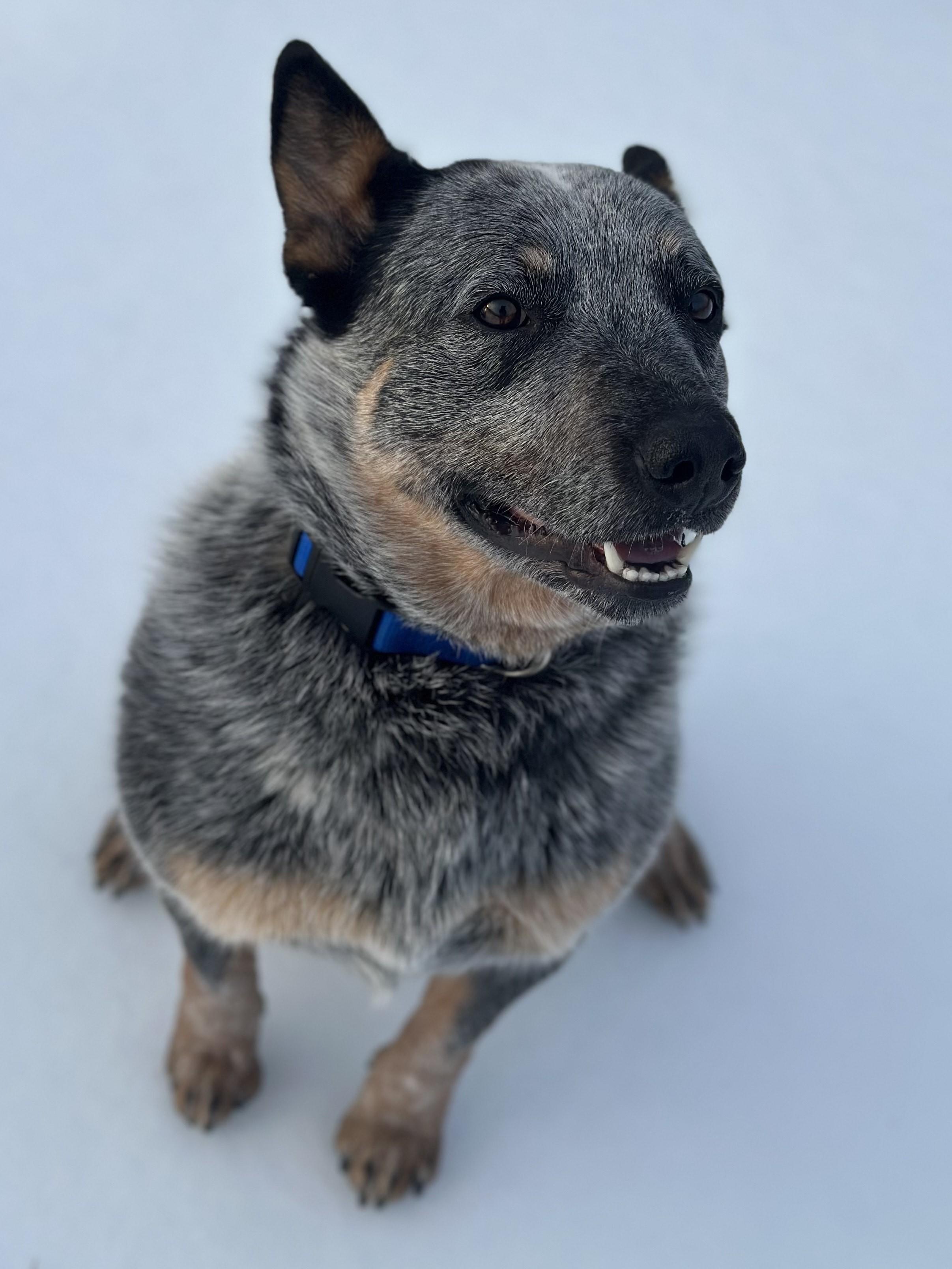 Pikachu Breed Experience Required thumbnail 3