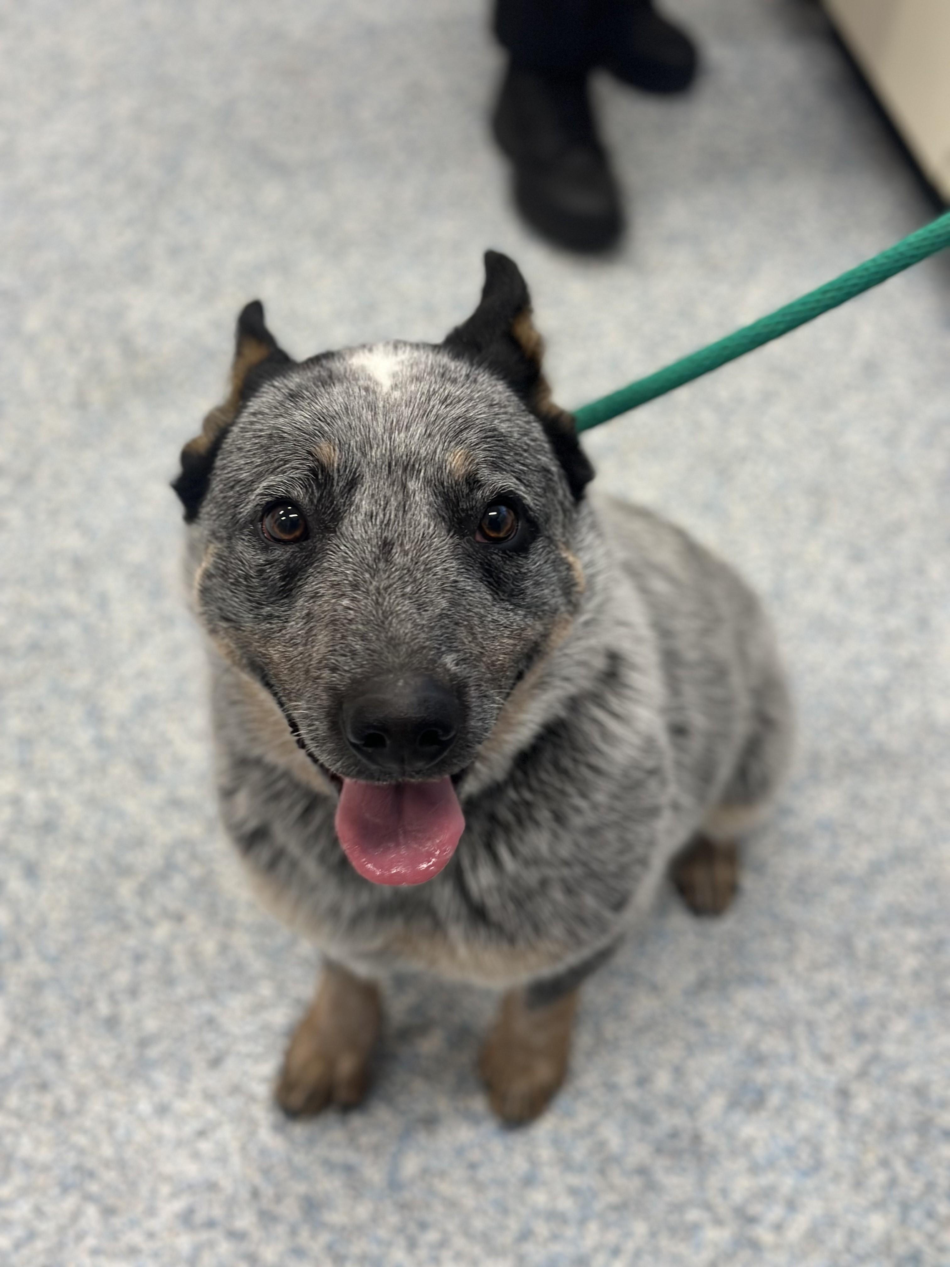 Pikachu Breed Experience Required thumbnail 4