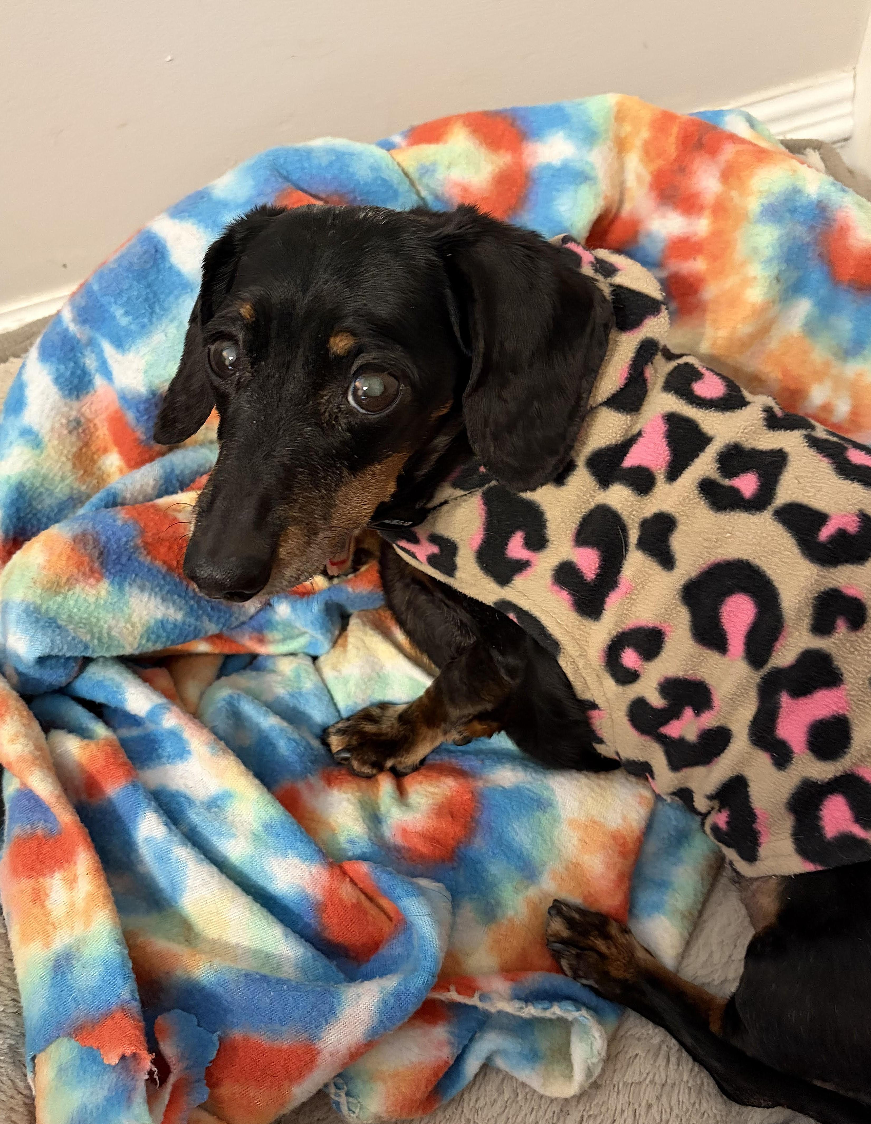 Gracie In Tn thumbnail 3