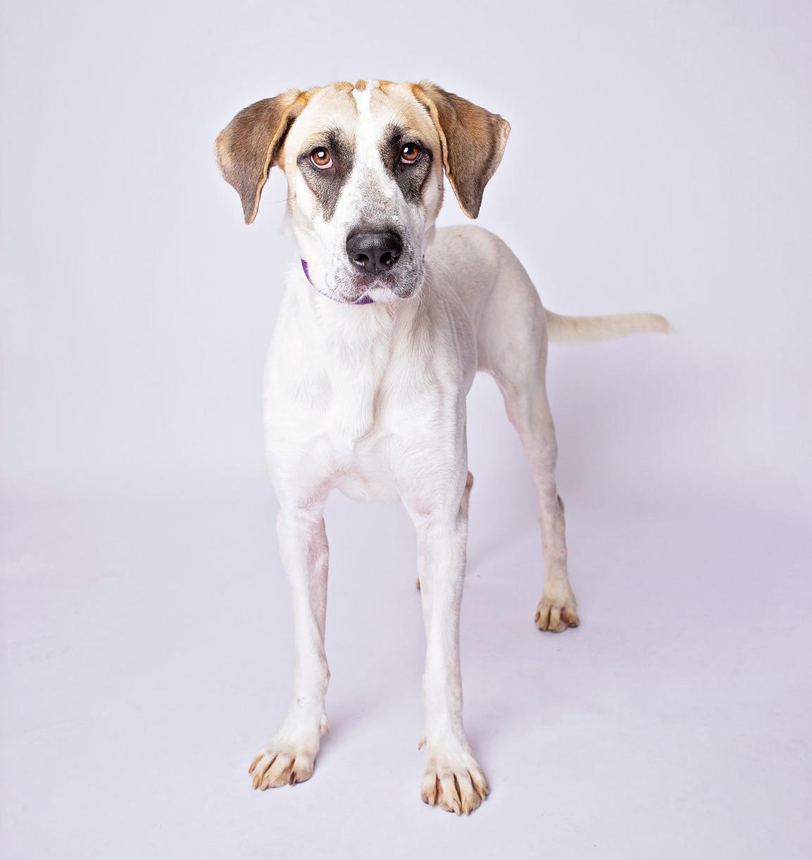 Rosabella thumbnail 3