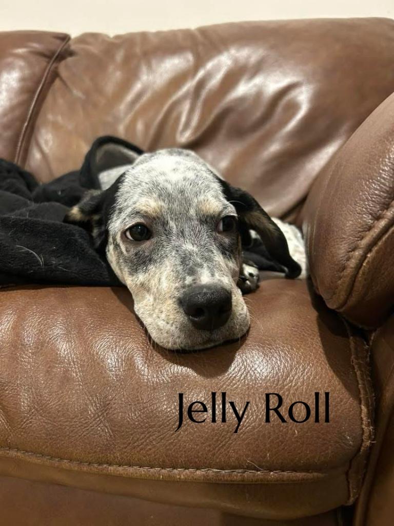 Jellyroll thumbnail 3