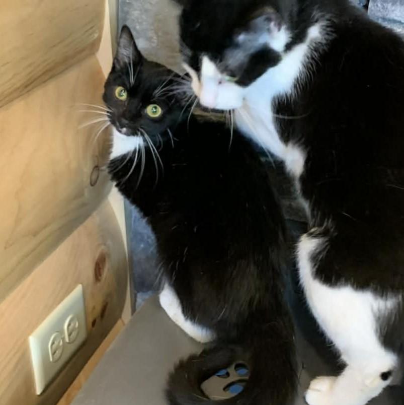 Ding Dong thumbnail 3