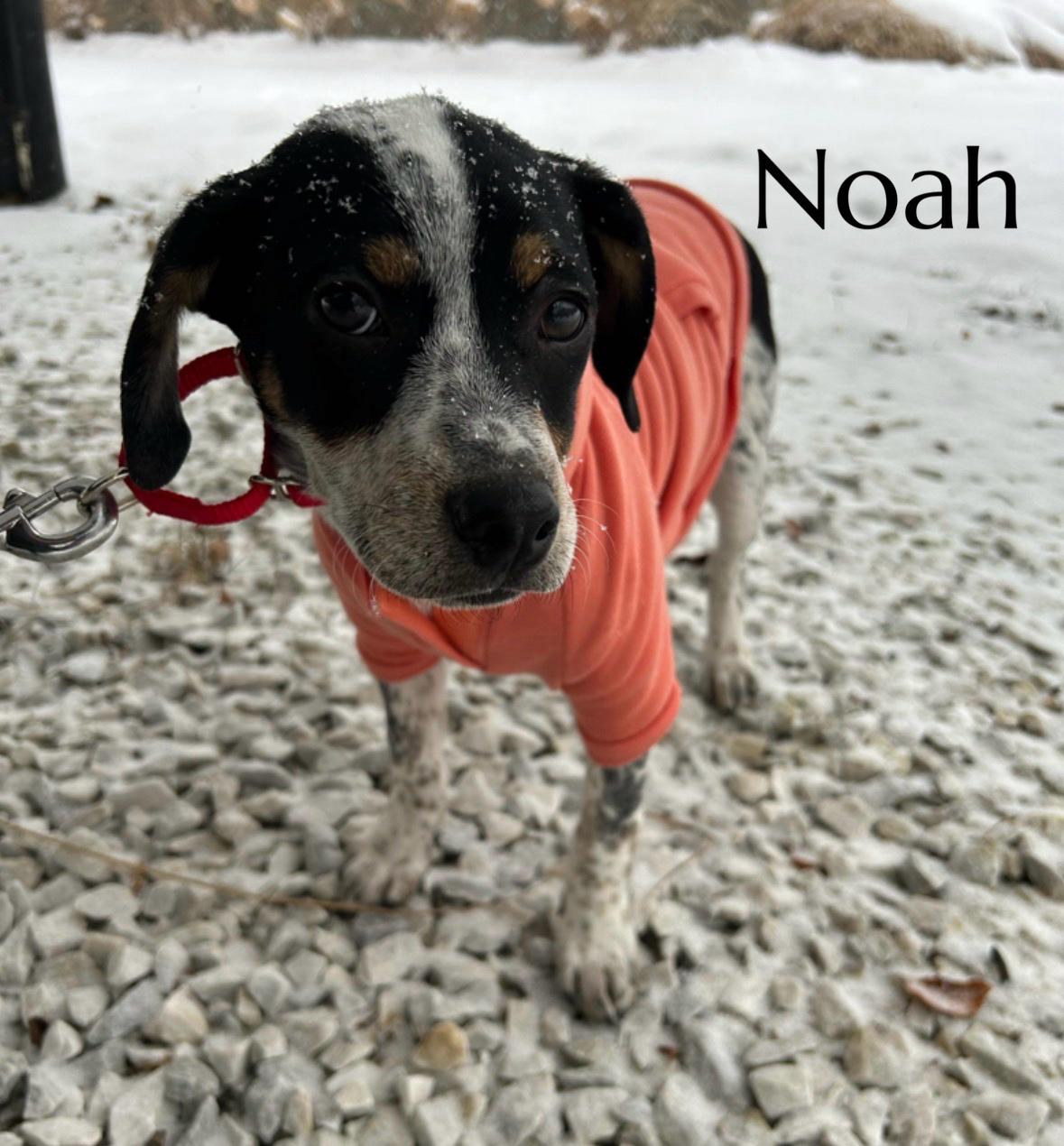 Noah