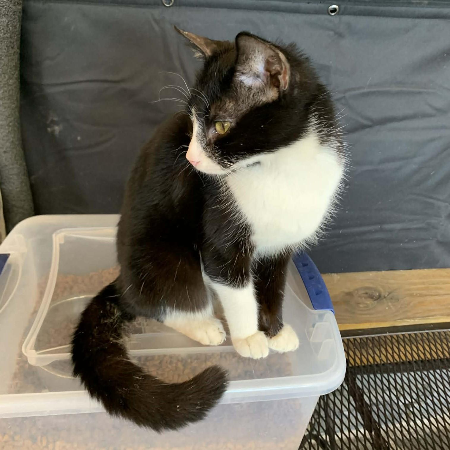 Mallo Cup thumbnail 2