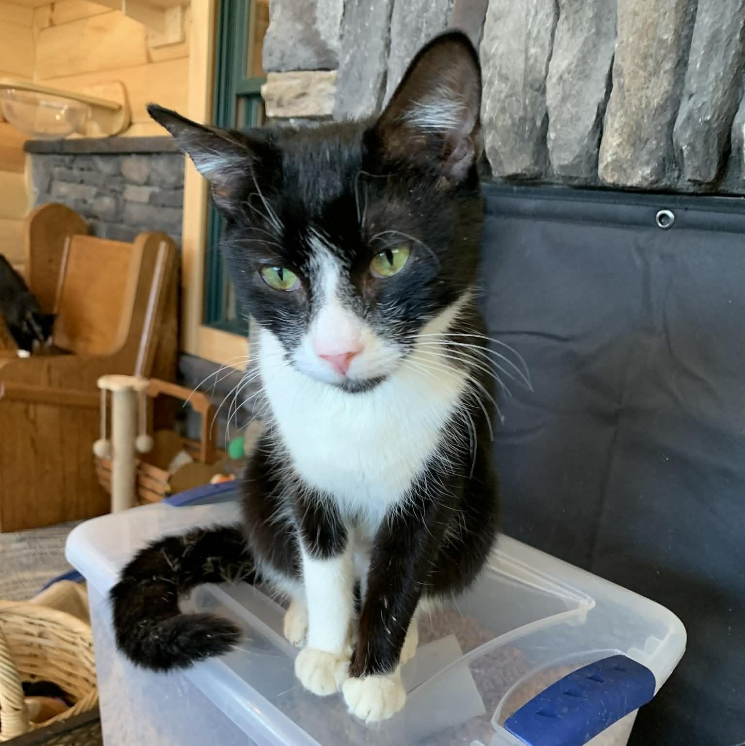 Mallo Cup thumbnail 3