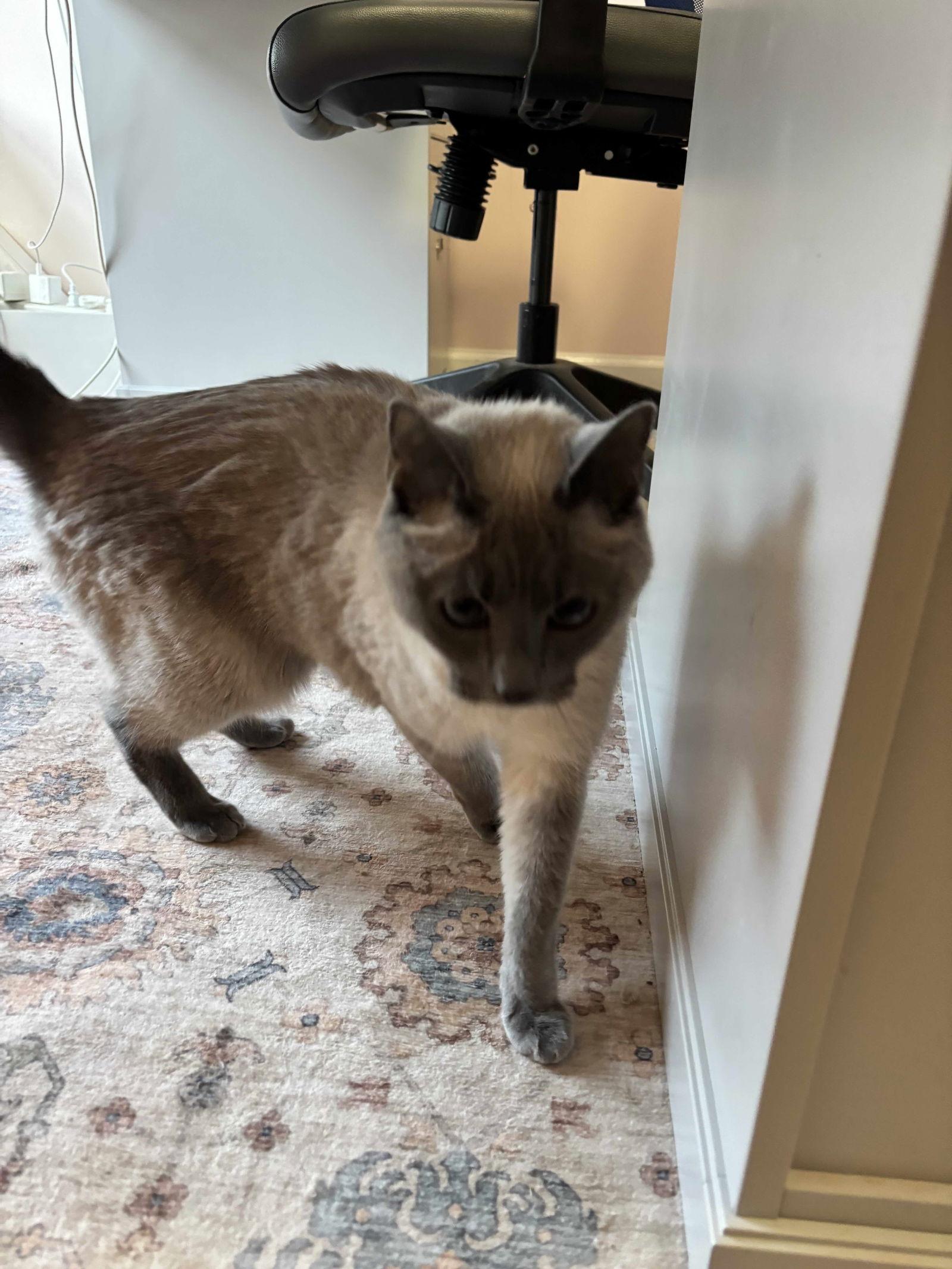 Isabella thumbnail 2