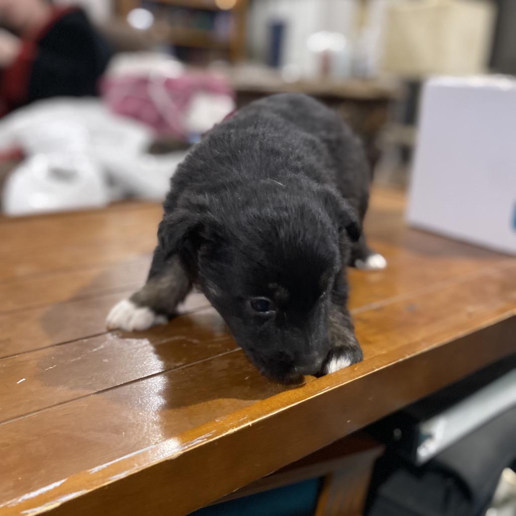 Obsidian thumbnail 2