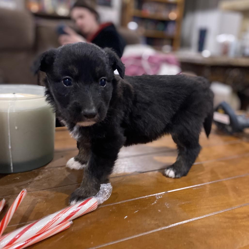 Obsidian thumbnail 4