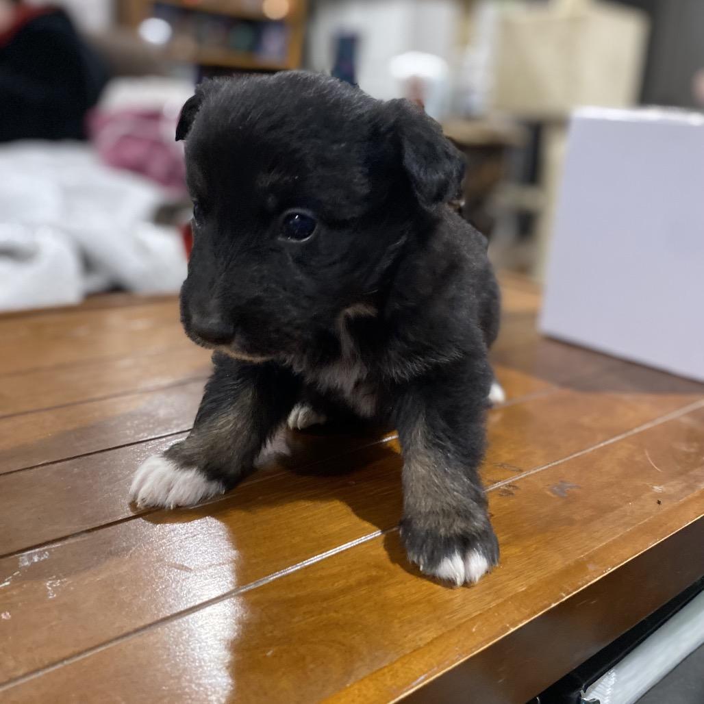 Obsidian thumbnail 6