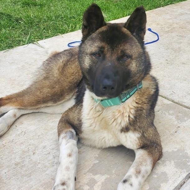 Teddy Gdp thumbnail 2