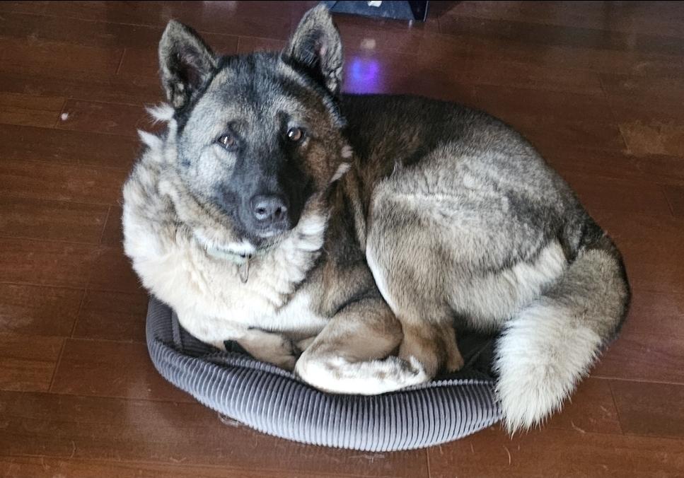 Teddy Gdp thumbnail 3