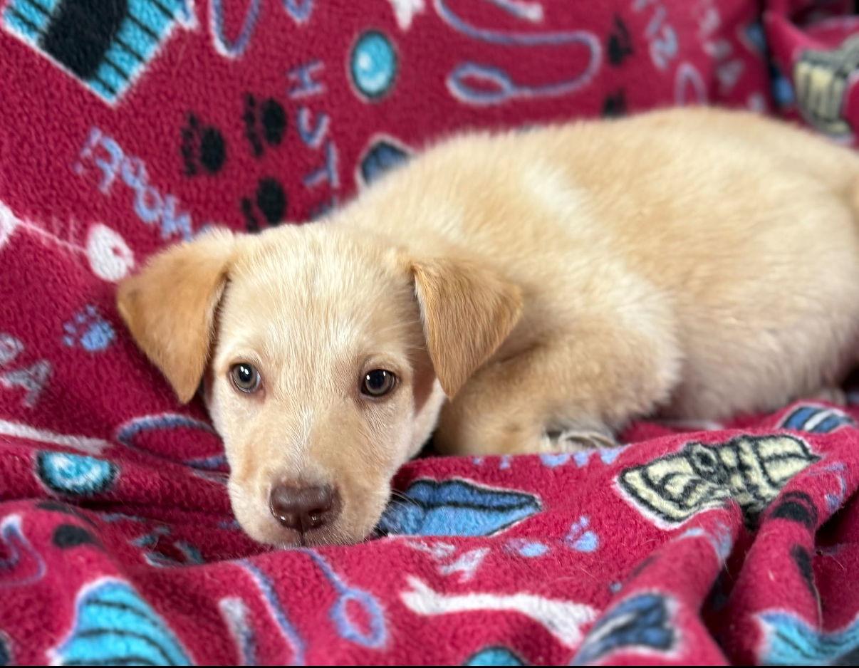 Dunn Lonestar thumbnail 2