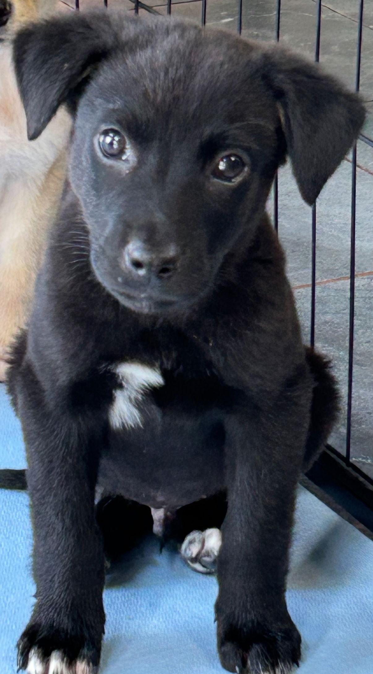 Brooks Lonestar thumbnail 3