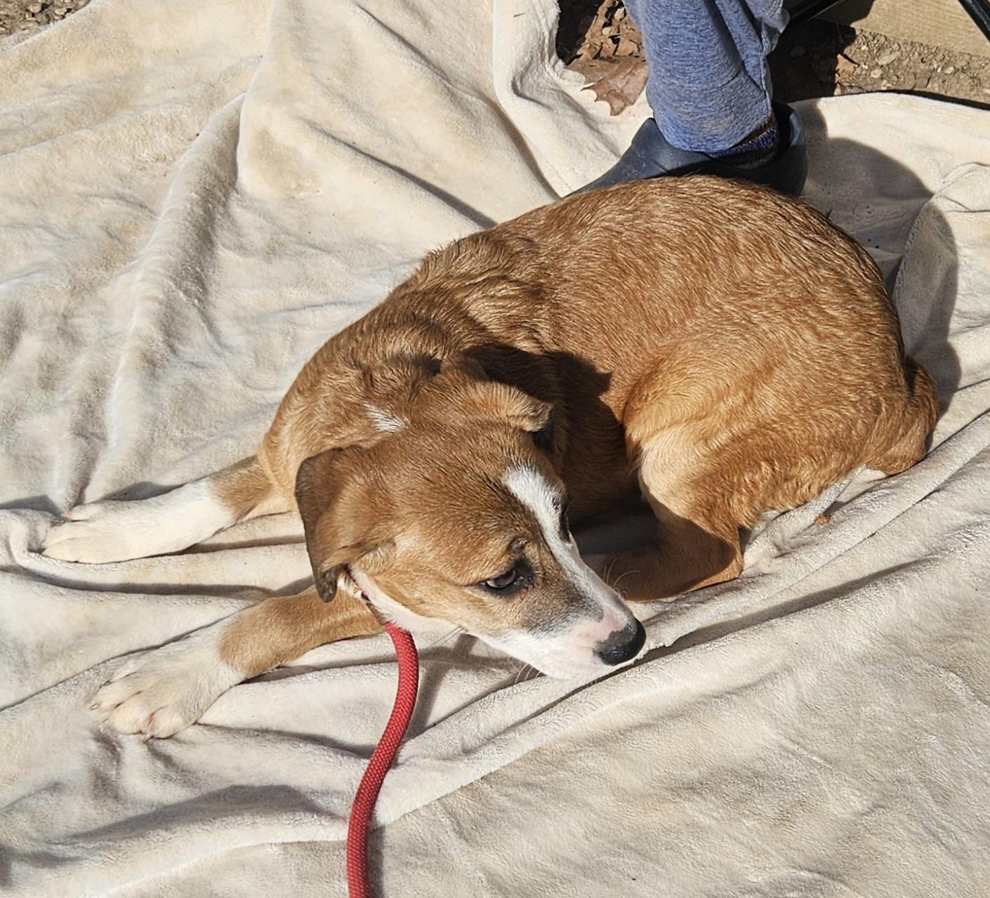 Cordelia thumbnail 2