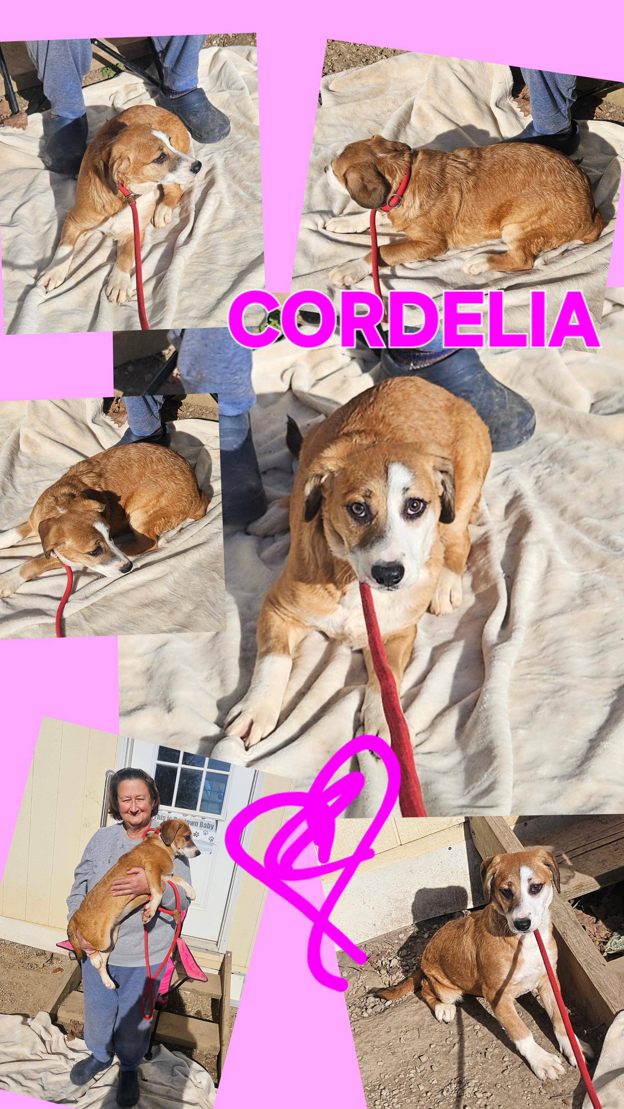 Cordelia thumbnail 3