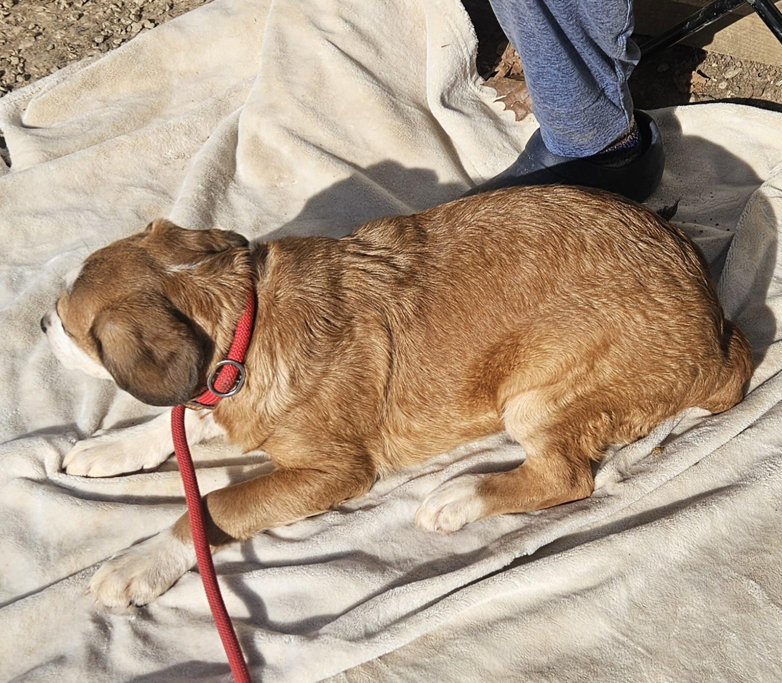 Cordelia thumbnail 4