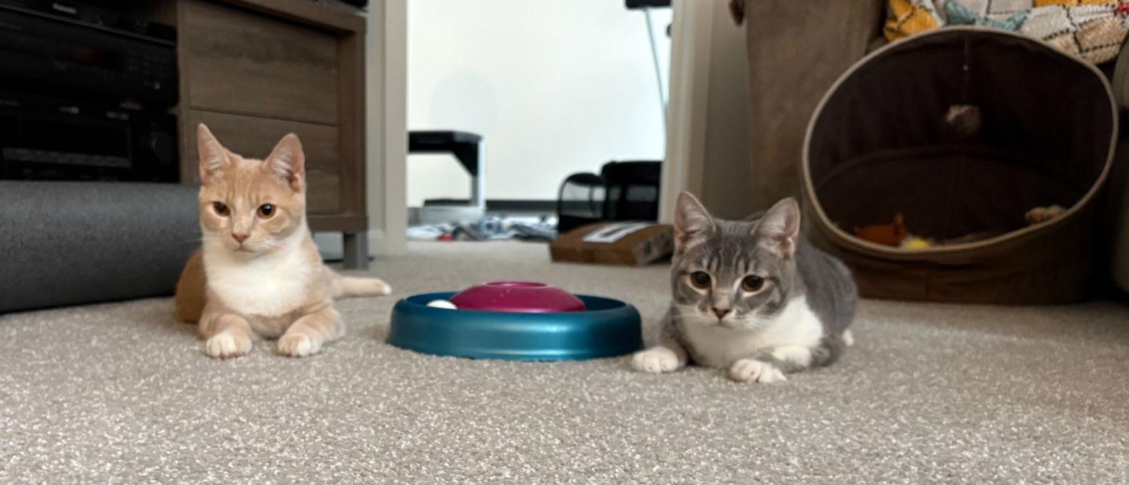 Shuggw Pudden thumbnail 3