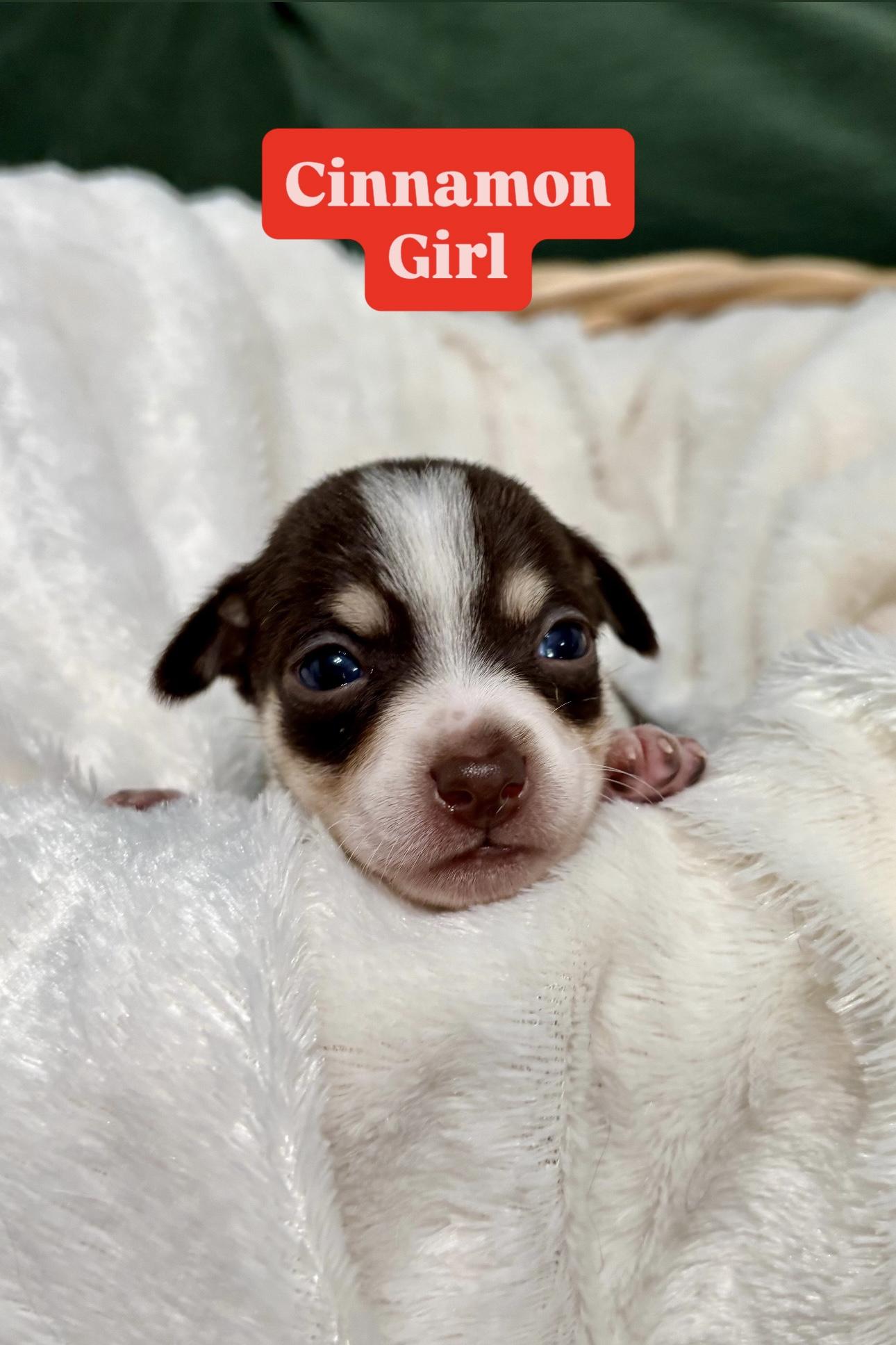 Cinnamon  Spice Litter thumbnail 2