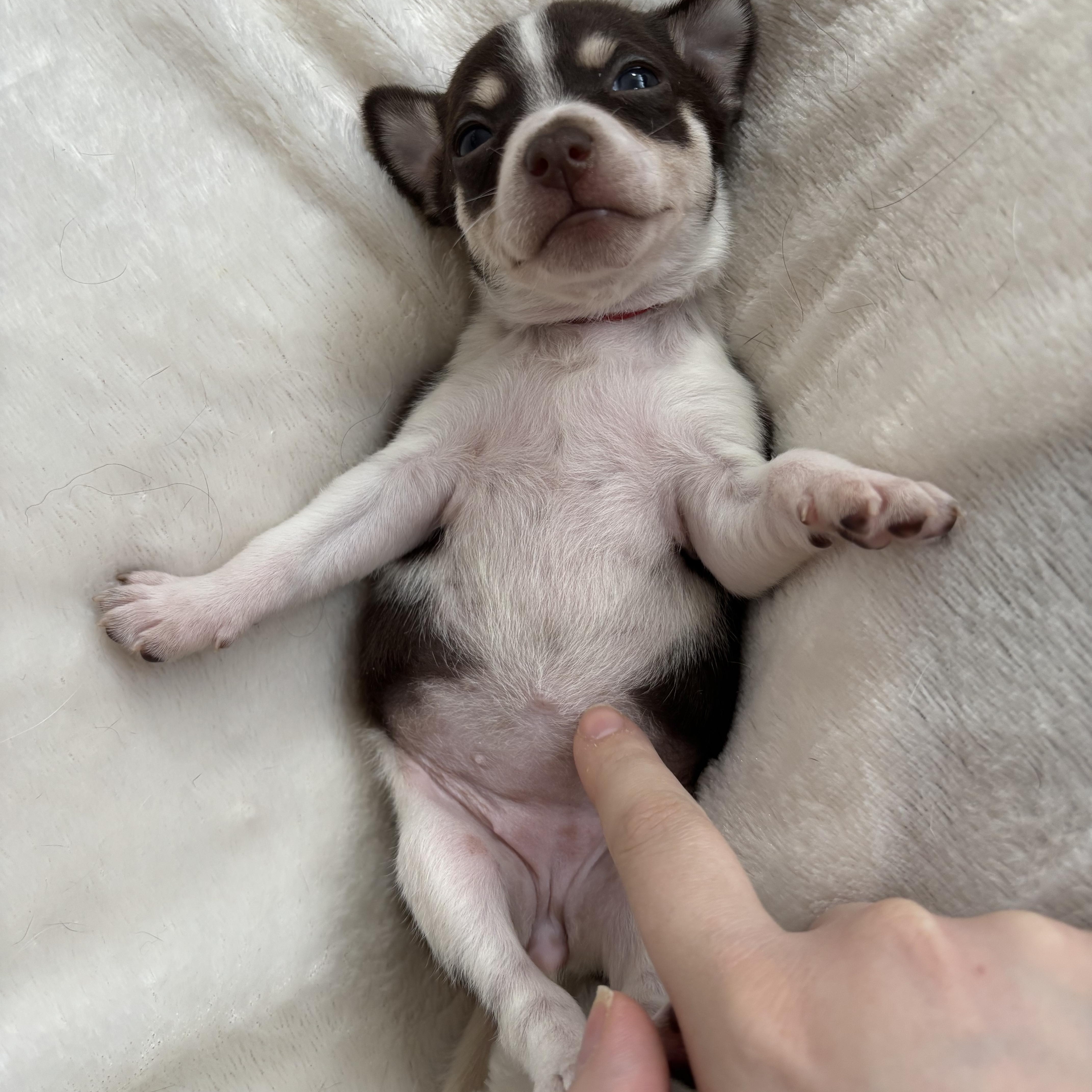 Cinnamon  Spice Litter thumbnail 3