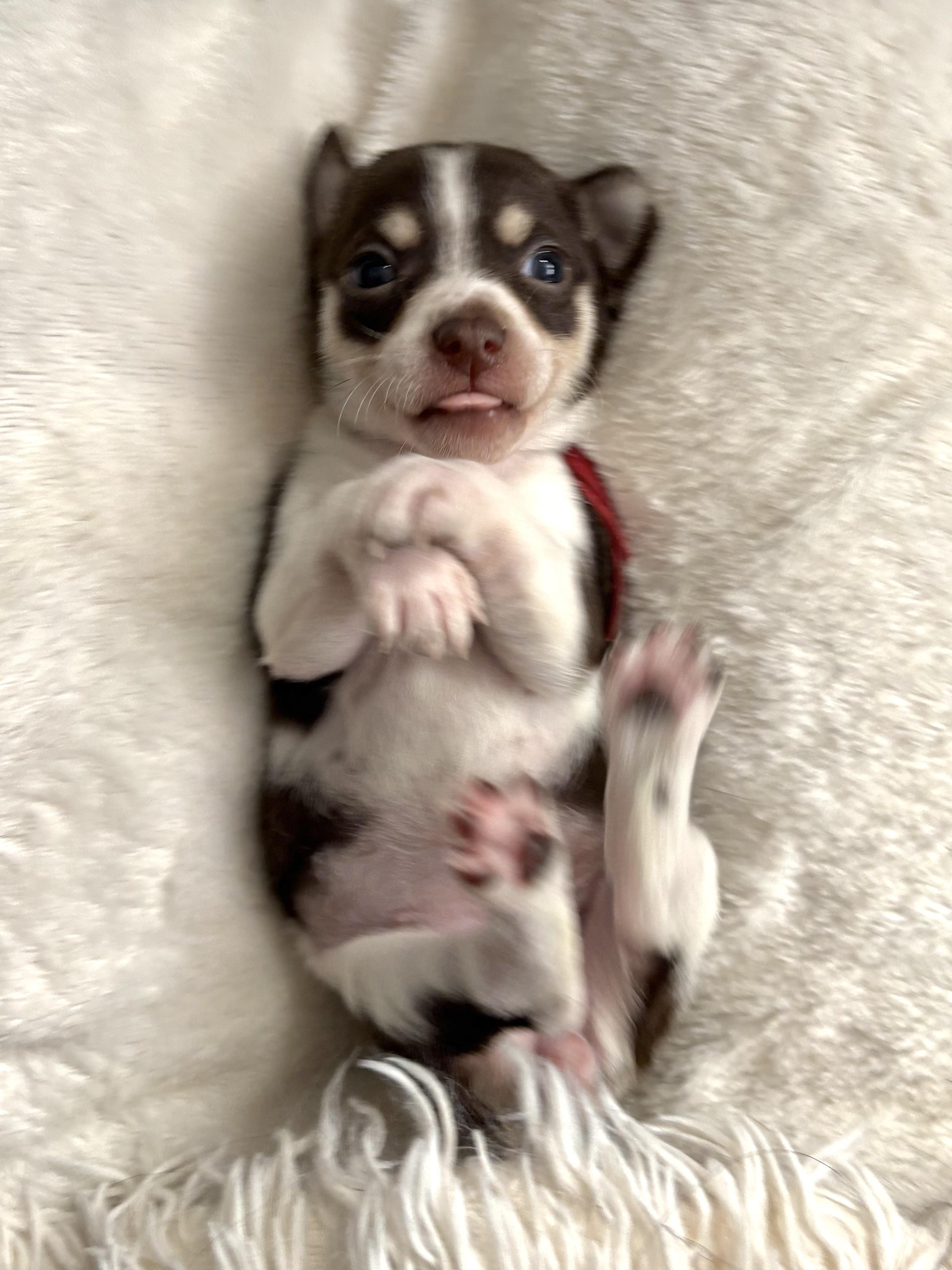 Cinnamon  Spice Litter thumbnail 4