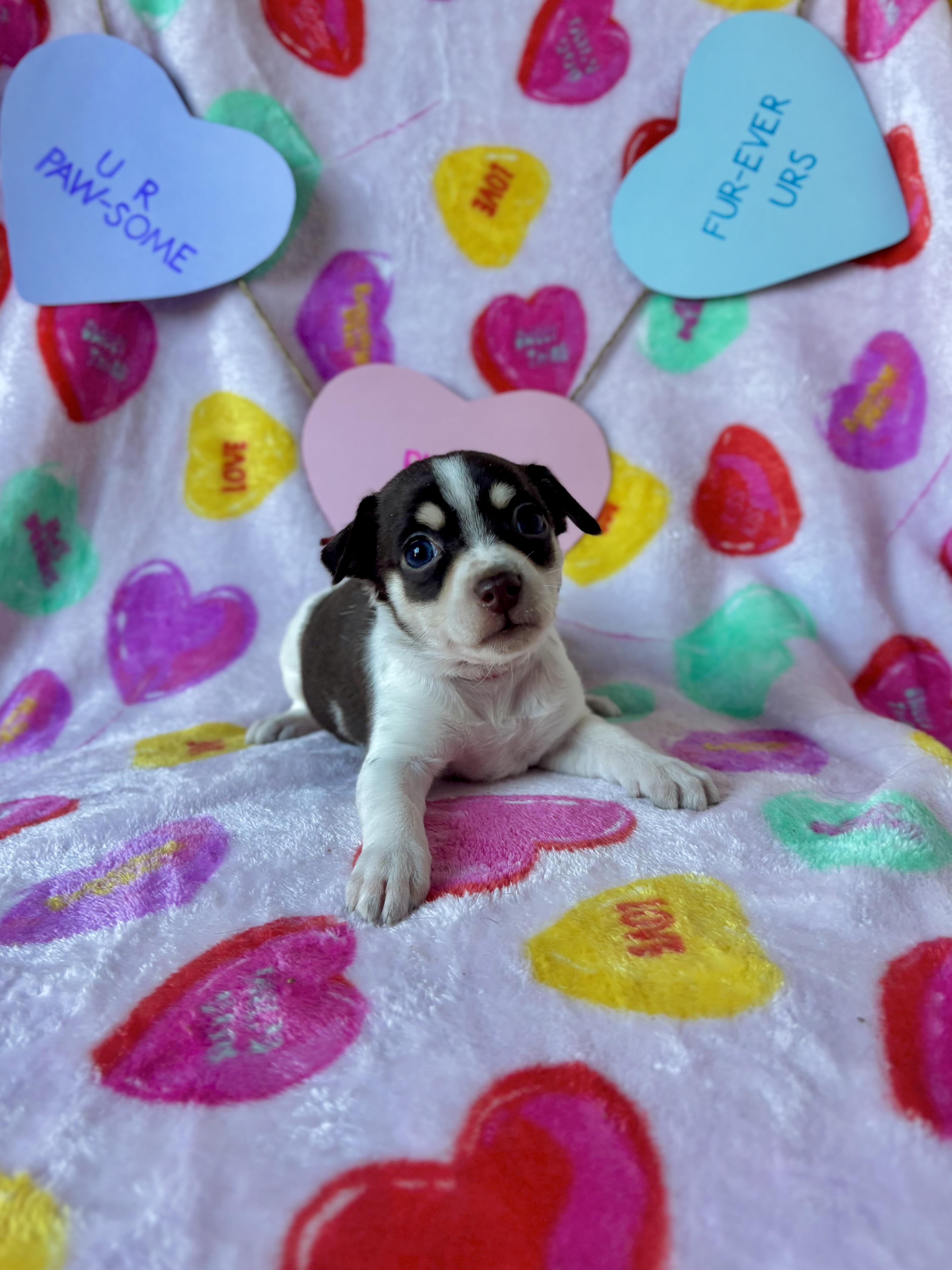 Cinnamon  Spice Litter